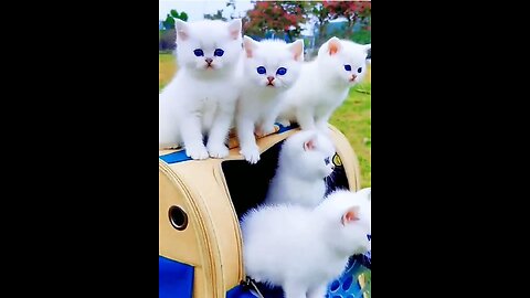 Cute White handsome kittens.