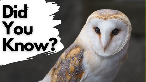 Things you need to know about BARN OWLS!