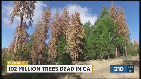 Do you know that The Hundreds of Millions of Dead Trees Across America, will bring up the fire risk?