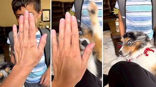 Jealous Pup Also Wants To Give High Five