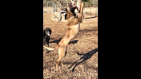 Belgian Malinois leaping high for her rope swing