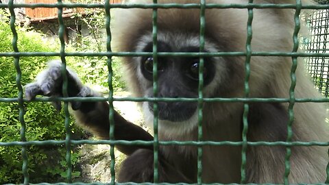 Berlin ZOO