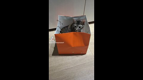 Cat in a Paper Bag, April 24