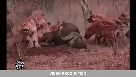 Giant Anaconda attacks Pitpull,Dog,Wild dog,Most Amazing Lion vs Giraffe,LION vs BABOON FIGHT