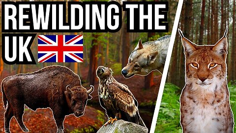 5 Animals That Could Rewild Britain - Reintroductions
