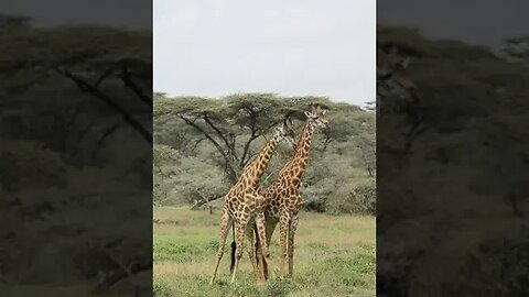 Giraffes Fighting