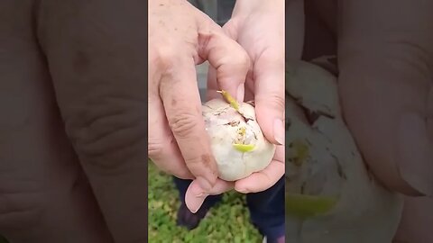 How To Divide Garlic Cloves Quickly And Easily