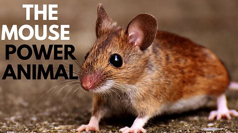 The Mouse Power Animal