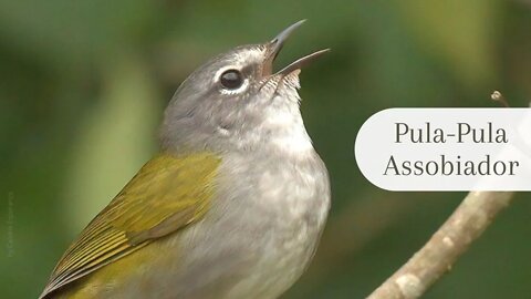 PULA-PULA ASSOBIADOR - White Browed Warbler