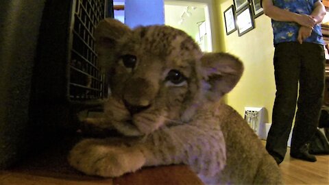 Adorable lion cub wants to get into his kennel for a nap