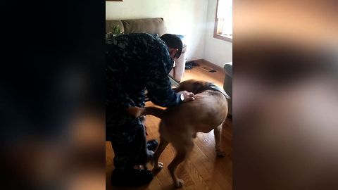 Sweet Dogs Welcome Soldier Home