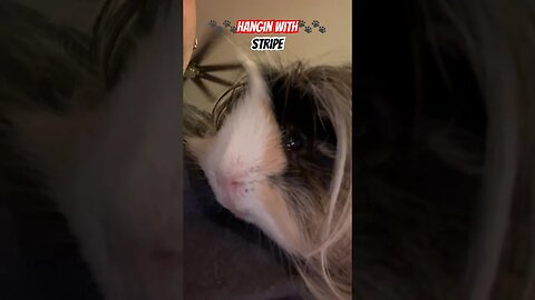 🐾🐾Hangin With🐾🐾 Stripe #channel #guineapigshorts #guineapiggy #guineapig #pets #shortvideo