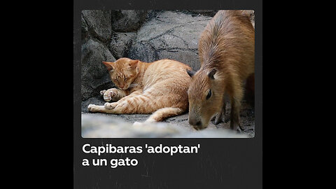 Capibaras ‘adoptan’ a un gato en un zoológico de Malasia