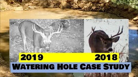 DIY DEER WATERING HOLE CASE STUDY. You can do this too!