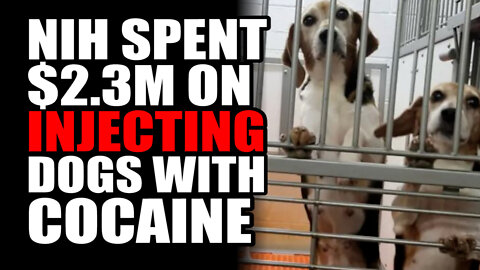NIH Spent 2.3M on Injecting Dogs with Cocaine