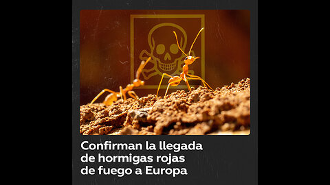 Peligrosa especie de hormigas invasoras llega a Europa