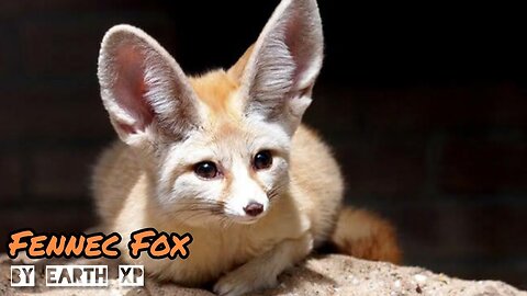 Fennec Fox | Earth Xp