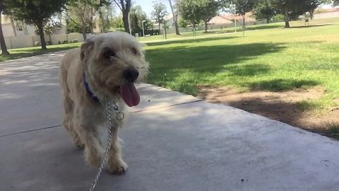 Wild dog learns to love again - What an inspiring story!