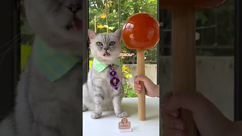 How Chef Cat Makes the BIGGEST Lollipop in the World!🍭| Cat Cooking Food | Cute Cat TikTok #Shorts