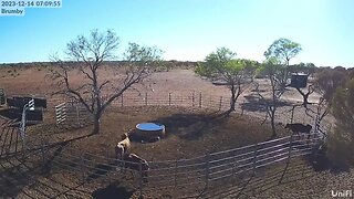 Mustering Livestream From Cattle Yards Camera