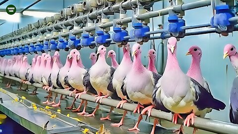 Millions of Pigeons Farming For Meat in China -- - Pigeon Meat Processing in Factory