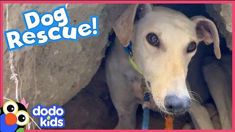 Rescuers Help Mama Dog Get Her Puppies Off A Mountain - Rescued! - Dodo Kids