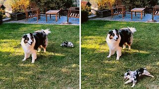 Energetic Puppy Runs Circles Around Dog