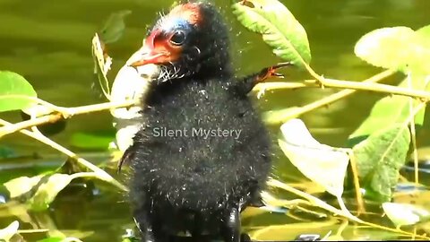 The Life Story of Moorhen Bird ||Wildlife Story-Episode-