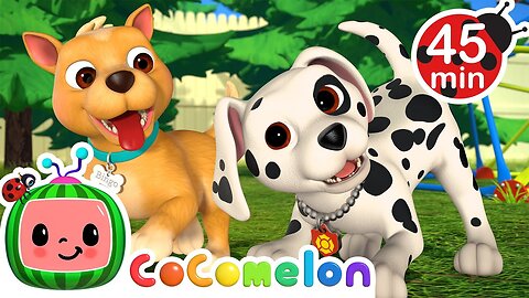 Puppy Play Date + MORE CoComelon Nursery Rhymes & Kids Songs
