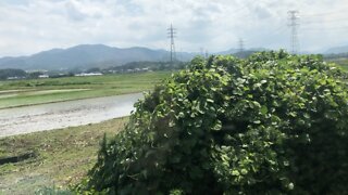 Train ride through rice fields in Japan