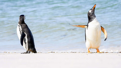 Passing Gas on Ice: Hilarious Penguin Fart Fiasco!