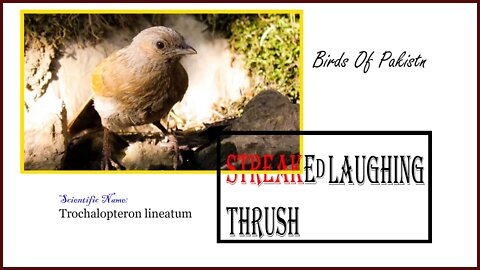 Wild Bird || Streaked Laughing Thrush#Life #wildlife #laughingthrush #Naturl #Birds-of-Pakistan