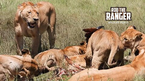 Lions Feast On A Buffalo | Maasai Mara Safari | Zebra Plains