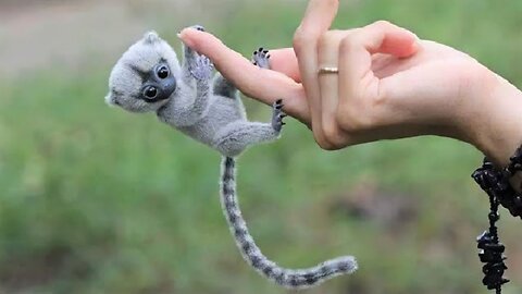 Top 10 Cute Animal in The World,very cute.USAToday23