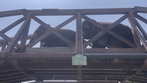 Elephants crossing bridge at the Denver Zoo