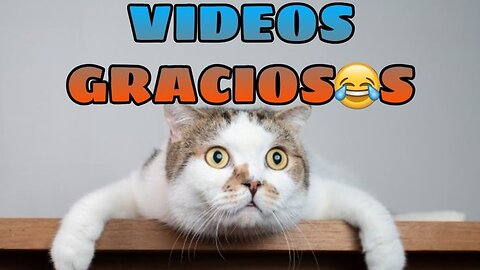 Videos graciosos y divertidos de animales bailando, peleando virales por el mundo
