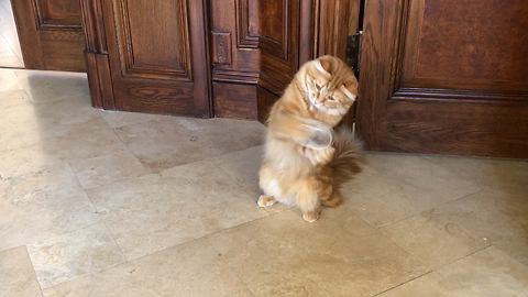Cat catches and juggles toilet paper roll