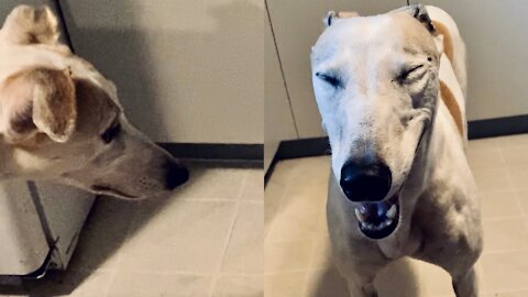 Cheeky Greyhound Loses Cookie, Bosses Mom