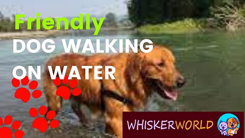Unbelievable! Watch This Dog Walk on Water