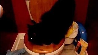 Teaching my cat how to use the toilet - Day 2