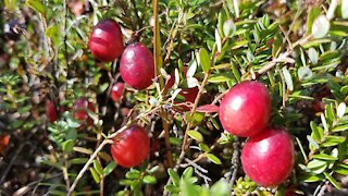 Making Cranberries More Resilient To Climate Change