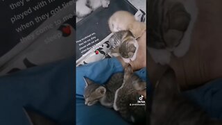 Tiktok Kittens are sleeping in Lap 😂 - Cutest Kitten Short Vide