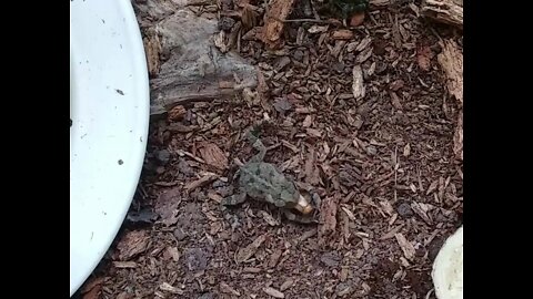 Gulf coast toads eat some bugs