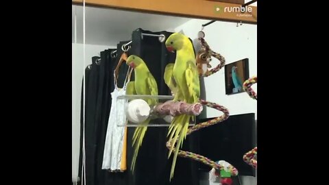 Parrot practices social distancing by hugging mirror reflection
