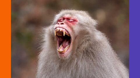 PANDEMIC: CDC Monkeys | Covid Mandate Updates