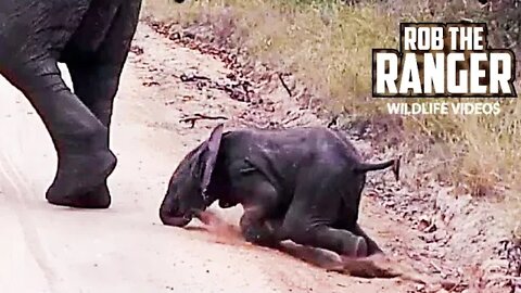 Clumsy Elephant Calf Face-plants Onto The Road