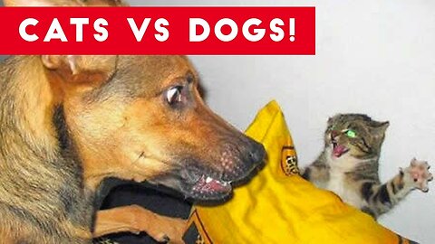 Angry Cats VS Dogs Funny