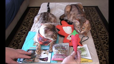 Pet Treater Monthly Mystery Bag for Cats Review - November 2020
