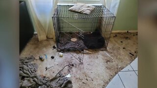 2 dogs rescued, 1 found dead in Fort Pierce home