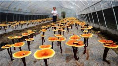 How it's Grow Reishi - Red Reishi Mushroom Farm - Reishi Mushroom Harvest and Processing